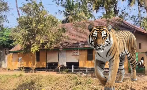 East Godavari: Tiger Found At Kesavaram