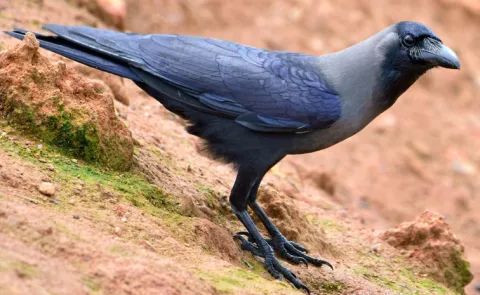 Local residents caught two young men who were transporting crows on a motorcycle