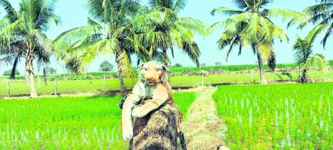 పంటకు కాపలా పులి