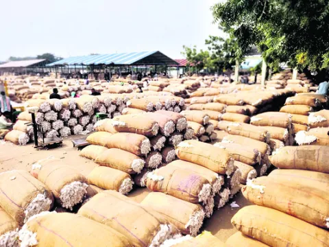 చివరి దశకు పత్తి కొనుగోళ్లు 