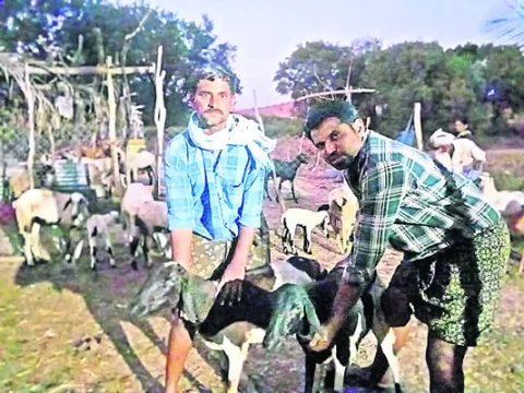 గొర్రె పిల్లలపై చిరుత దాడి 