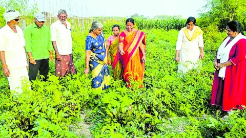 ప్రకృతి వ్యవసాయం భావితరాలకు వరం 
