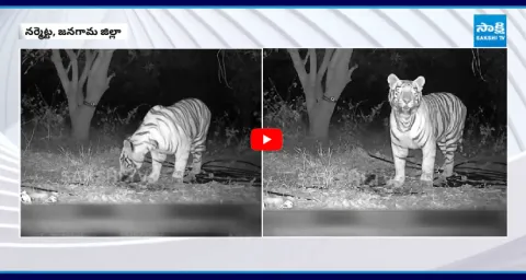 Villagers Afraid Of Tiger In Jangaon 1