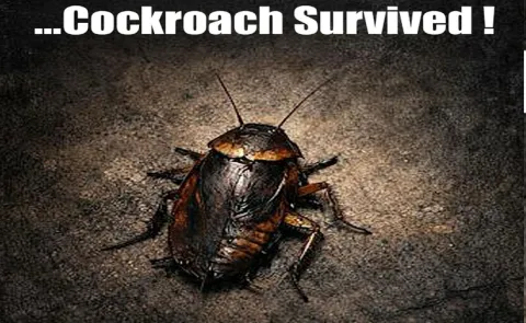 Cockroach Movie Censor Report Details