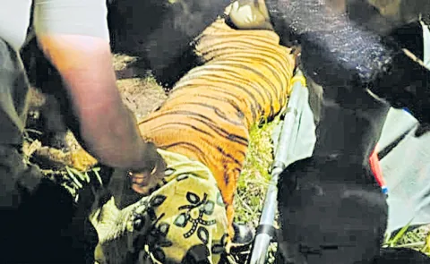 The tiger was finally caught in Kurmapuram