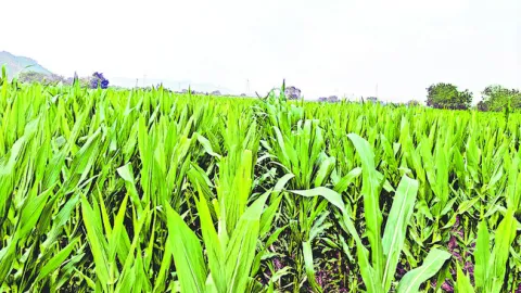 మొక్కజొన్న మేలు చేసేనా..! 