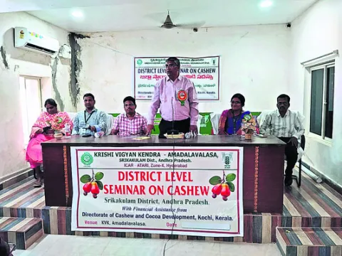 జీడిమామిడి సాగుతో గిరిజన రైతులకు అధిక ఆదాయం 