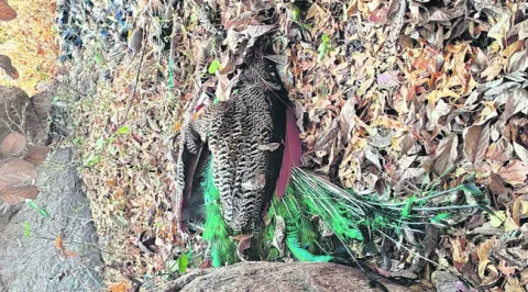 వారం రోజుల్లో 97 కేసులు 