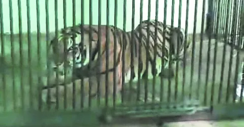 విశాఖపట్నం జూకు పెద్ద పులి 