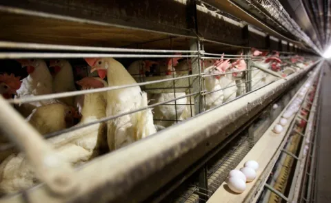 Bird Flu Symptoms In Chickens At Annamayya District