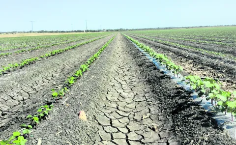 Soils are becoming depleted due to nutrient deficiencies