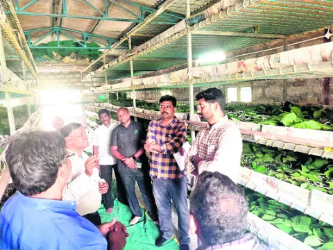 ‘మల్బరీ’తో నికర ఆదాయం