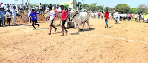 పిన్నాపురం వృషభాల జయకేతనం 