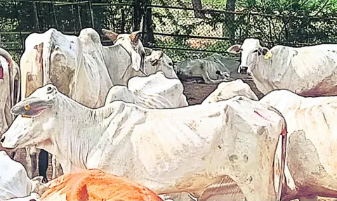 అయ్యో.. గోమాత 