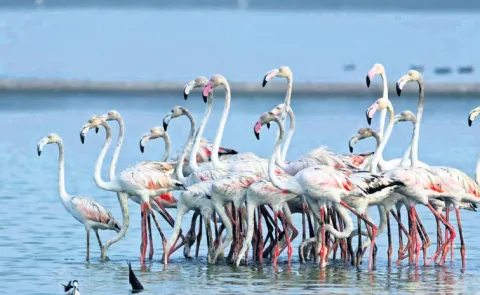 The Asian Bird Census in Kolleru Sanctuary concluded on February 4 2026 
