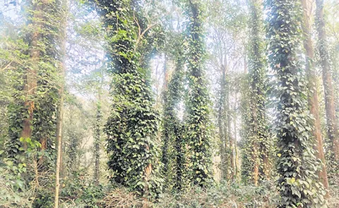 The pepper yield is not promising this year