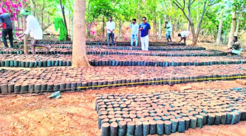 పచ్చదనానికి అడుగులు.. 