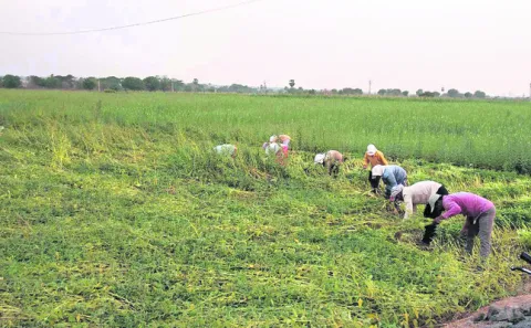 ఆశాజనకంగా నువ్వుల ధర