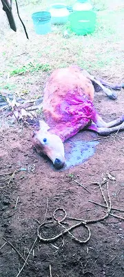 వీధి కుక్కల దాడిలో మూడు లేగదూడలు మృతి 