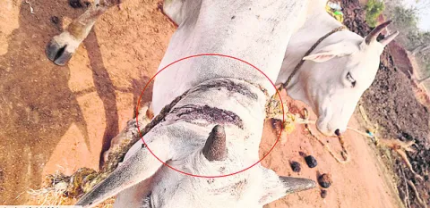 ఎద్దులపై పెద్దపులి దాడి