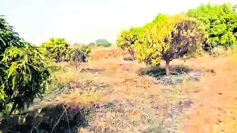 మామిడి తోట దగ్ధం 