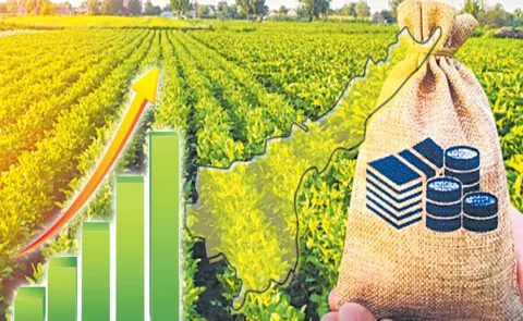 AP ranks second in the country in agricultural loan arrears