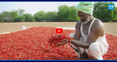 Andhra Pradesh Chilli Farmers Struggle Amid Price Crash 1