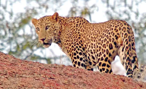 18-year-old battles leopard with bare hands, kills it using stones in Himachal village