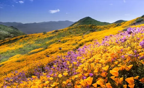 Unique flowers around the world that bloom in March