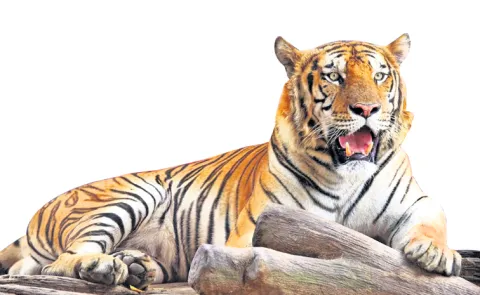 Tiger changes route from Shankhavaram to Tallapalem