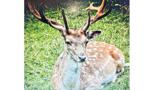 Wildlife survival in question