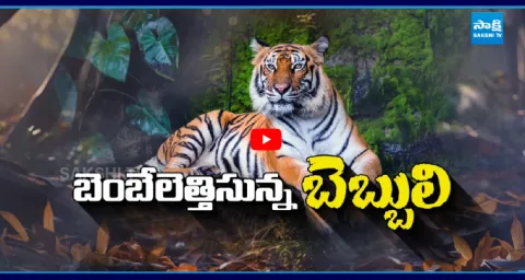 Tiger Movement Creates Panic In Kakinada Villages 1