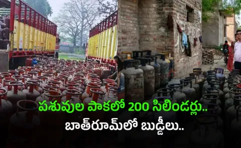 LPG cylinders hidden in bathroom And Rajasthan cattle shed