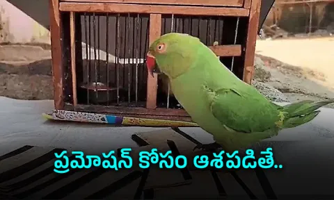 Parrot astrologer cheats Bengaluru IT official of Rs 35 lakh