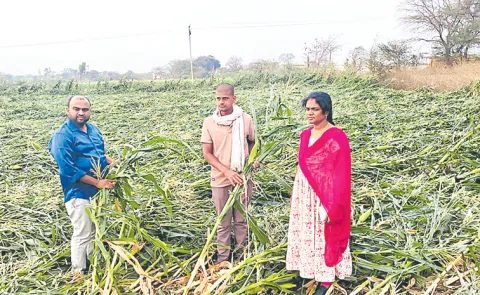 The hailstorms that occurred in various districts of the state
