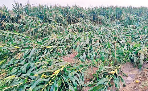 Heavy rain causes massive crop damage