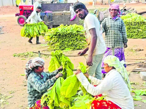 ‘అల్లుకున్న’ ప్రతిభ 
