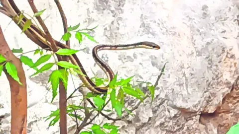 సాగరకన్య నౌకలో పాముల కలకలం 