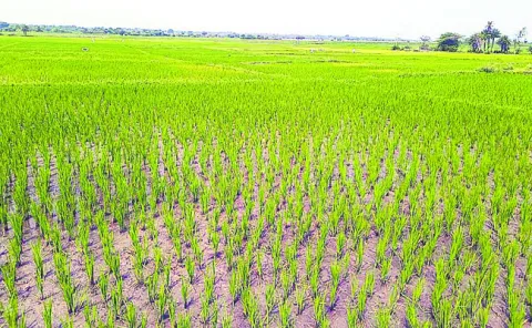 చివరి దశకు సాగు