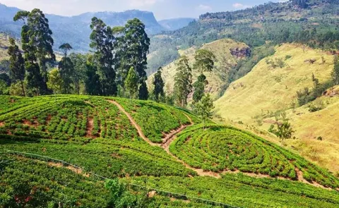 Tour Tips: How to visit tea plantations in Sri Lanka