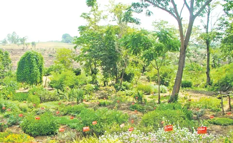 Medicinal plant research replaces regional agricultural research