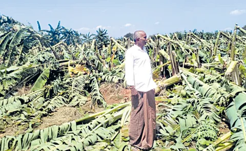Immense Loss for Farmers Due to Unseasonal Rains