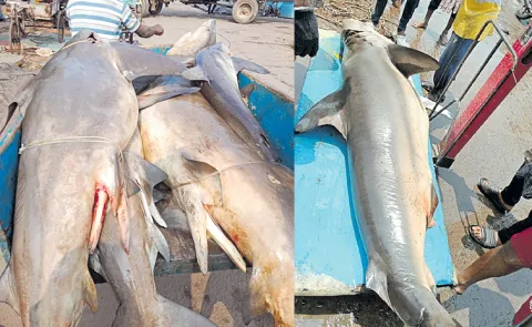 Shark parts from Visakhapatnam to Chennai