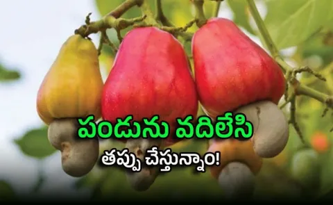 Unlocking Cashew Apple Hidden Power for Farmers2