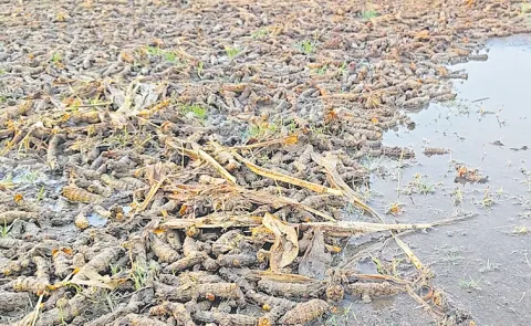 Hailstorm Havoc in Telangana: Farmers Suffer Heavy Crop Losses