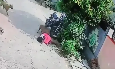 Stray Dogs Attack Child in Warangal, Telangana