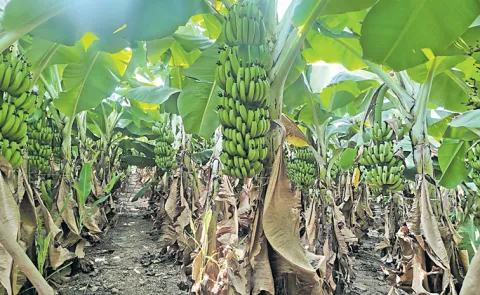 Banana farmers face heavy losses like last year