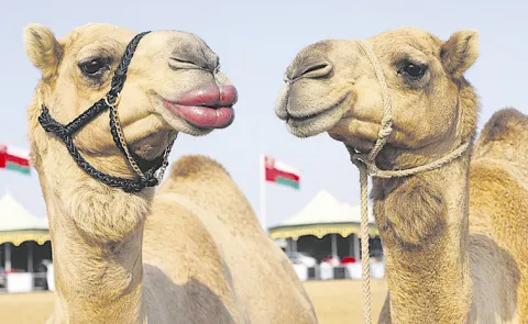 Over 40 camels were disqualified from the King Abdulaziz Camel Festival in Saudi Arabia