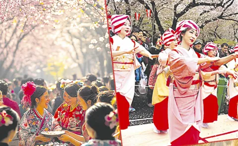 Cherry Blossom Festival in Japan