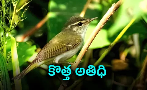 Tokara Leaf Warbler becomes Japan first new bird species since 1982